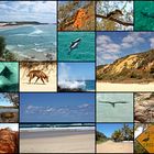 Wild Life auf Fraser Island