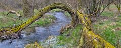 WILD-Life im Tal der Weil (Hochtaunus)  -2-