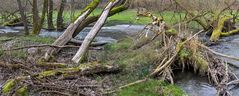 WILD-Life im Tal der Weil (Hochtaunus)