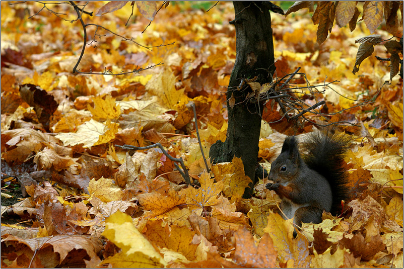 "wild - life" in schönbrunn