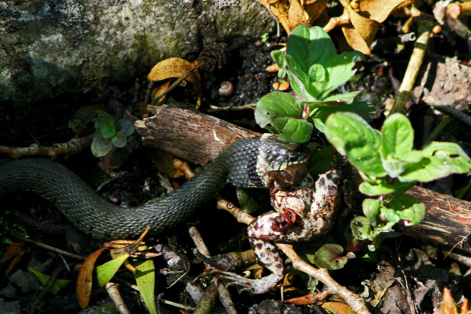 Wild Life Weingartener Moor...