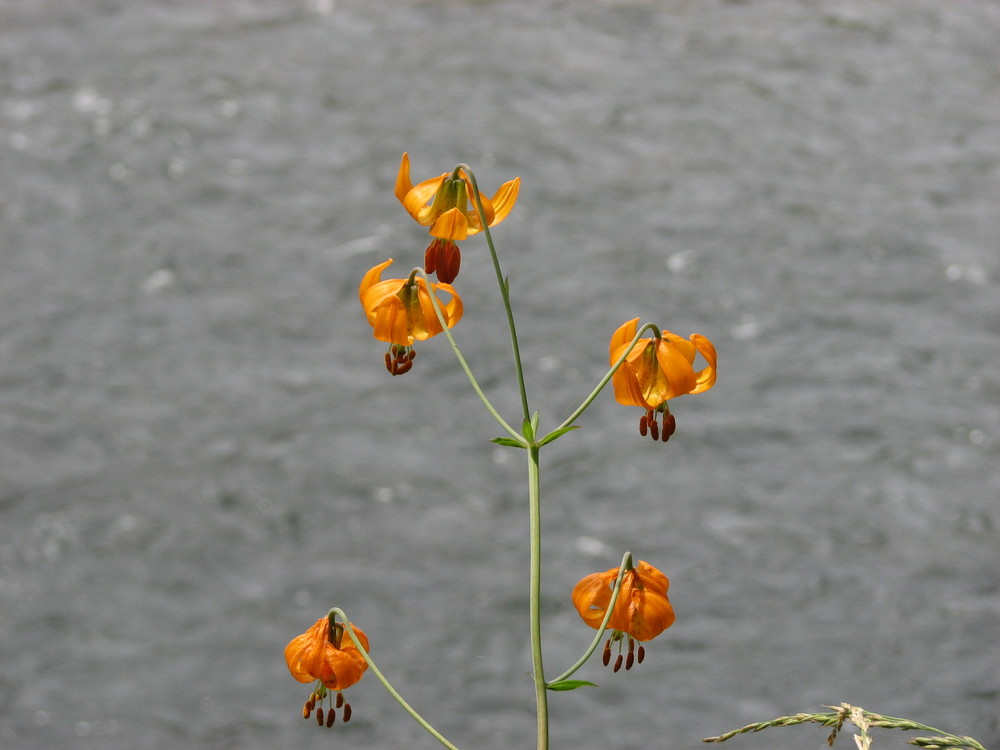 Wild Lilies