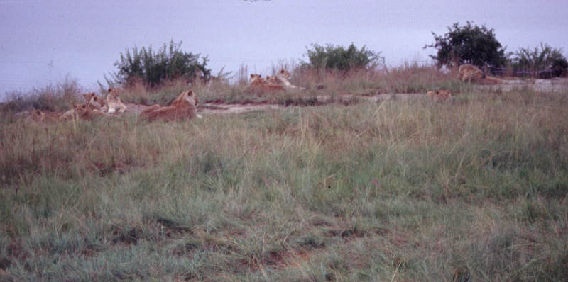 Wild Lions never will get tamed