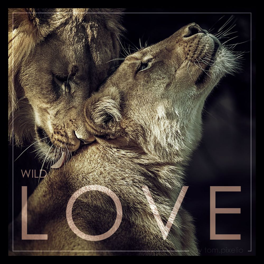 - WILD LOVE -