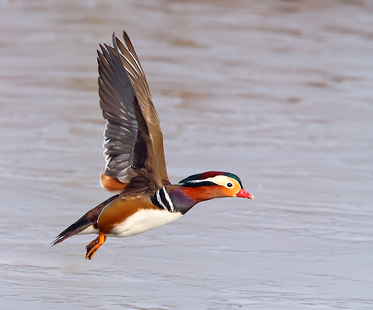 Wild Mandarin in Flight