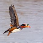 Wild Mandarin in Flight