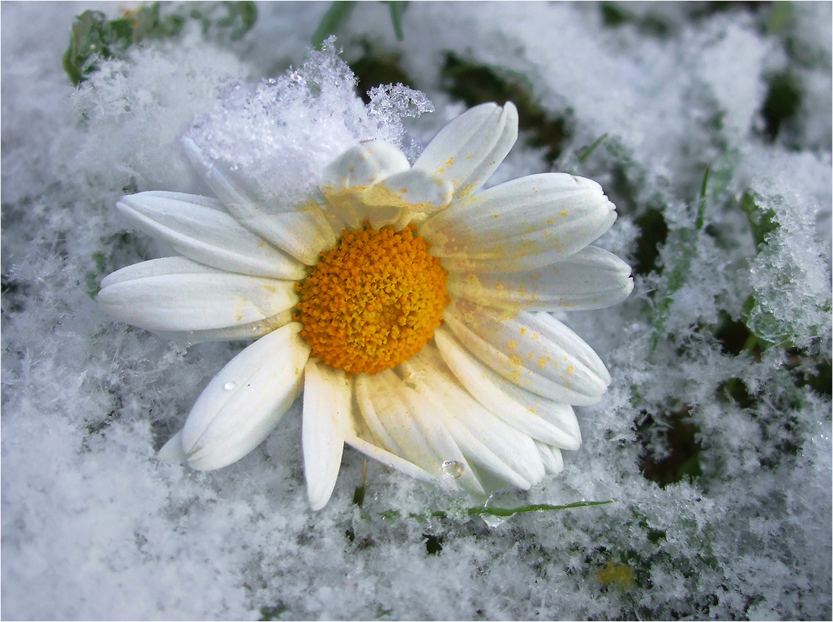 Wild Margarete in Winterkleid.