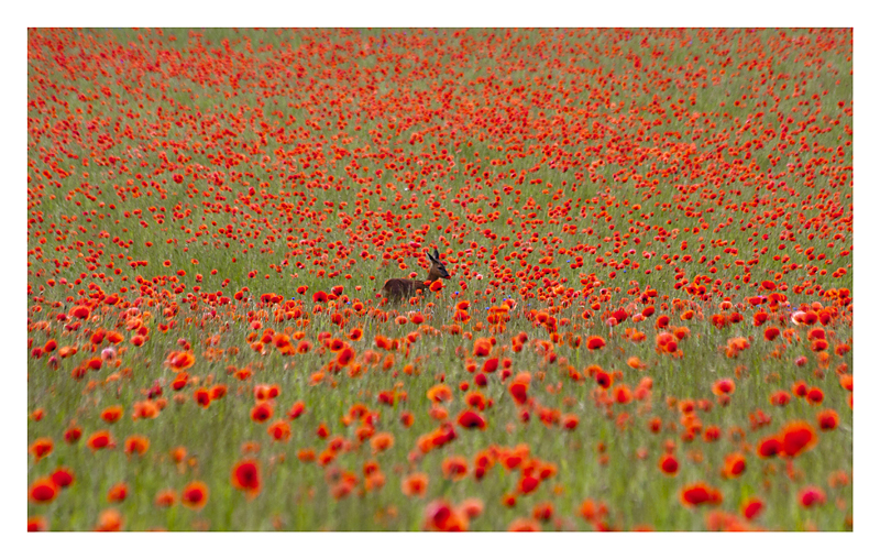 Wild Mohn