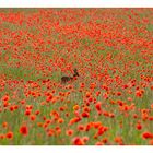 Wild Mohn