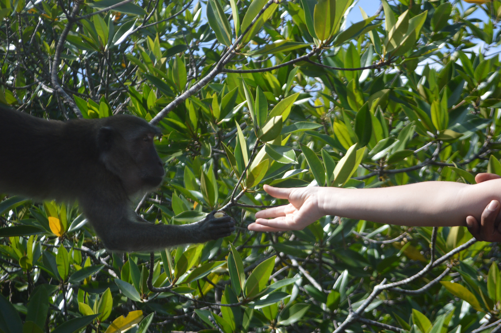 Wild Monkeys fed with bananas