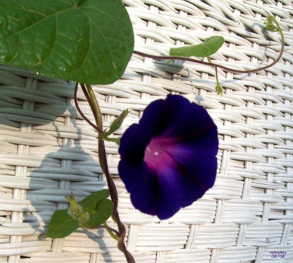 Wild Morning Glory