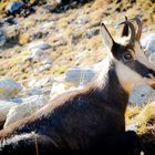 wild mountain goats in sharr