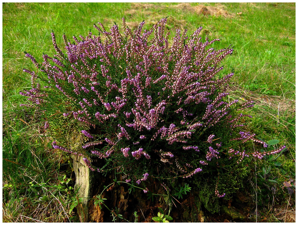 Wild mountain thyme