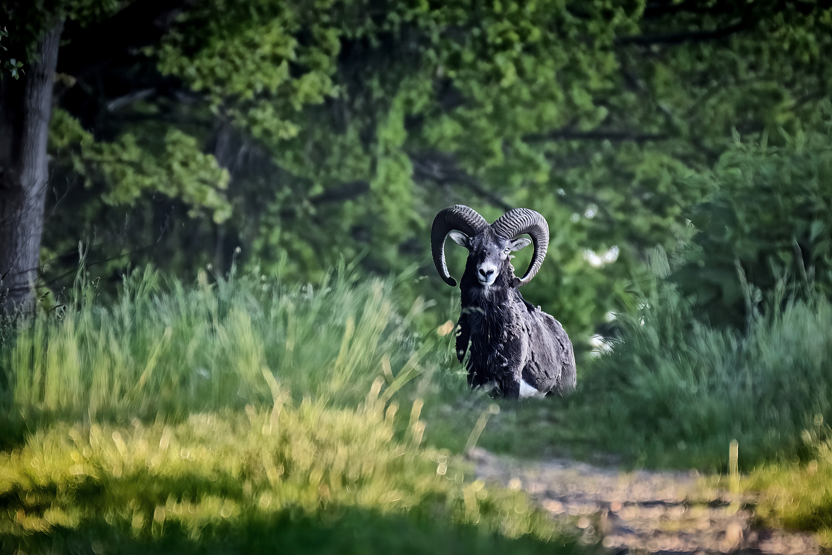 wild mufflon on morning