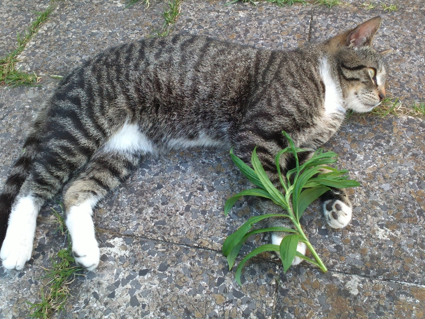 Wild Nature Cat