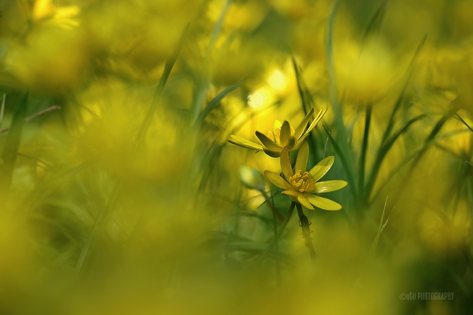 wild nature of spring