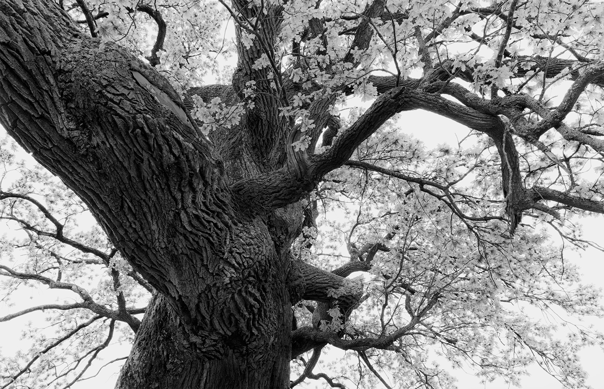 WILD OAK TREE [01]