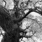 WILD OAK TREE [01]