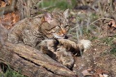 Wild- oder Waldkatze im Tierpark Lange Erlen - Kanton Basel Stadt