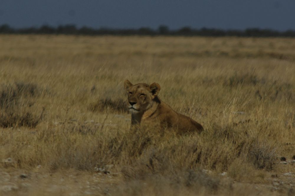 Wild One von Mario Lischka 