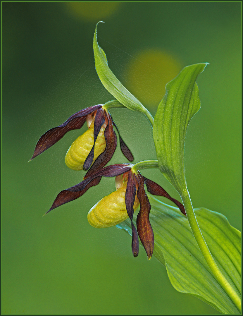 ***   WILD ORCHID 4  ~  FRAUENSCHUH   ***