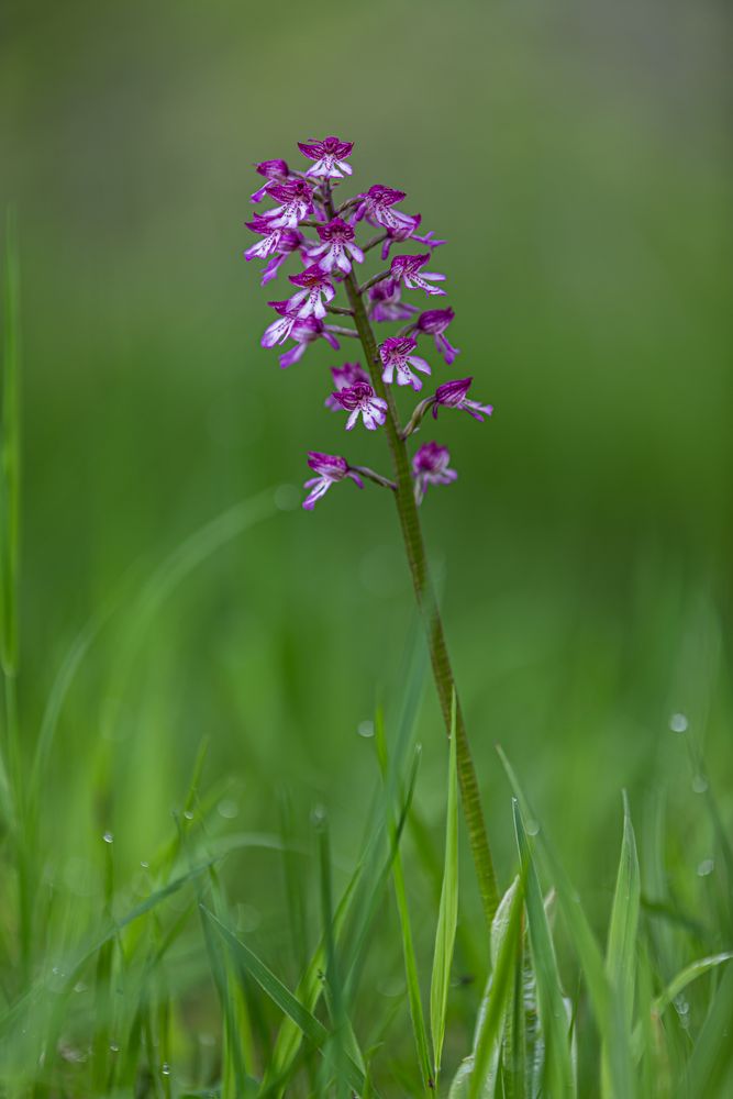 -- Wild Orchid --