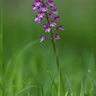 -- Wild Orchid --