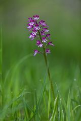 -- Wild Orchid --