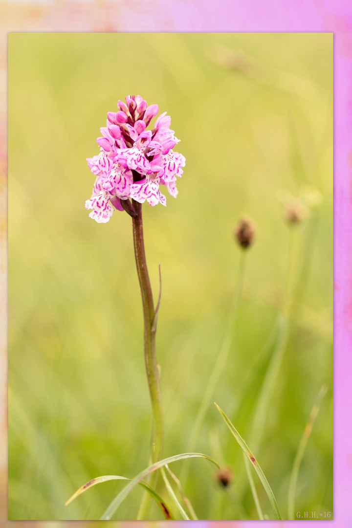 ***   WILD ORCHID - FUCHS' FINGERKNABENKRAUT   ***