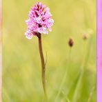 ***   WILD ORCHID - FUCHS' FINGERKNABENKRAUT   ***