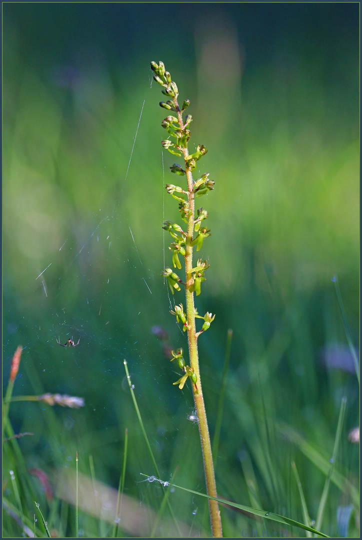 ***   WILD ORCHID ³  ~  GROßES ZWEIBLATT MIT SPINNLEIN   ***