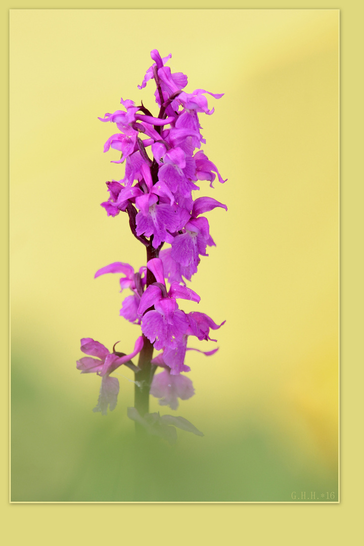 ***   WILD ORCHID  ~  KNABENKRAUT   ***