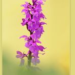 ***   WILD ORCHID  ~  KNABENKRAUT   ***