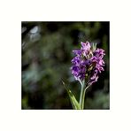 Wild Orchidee I   Orchis morio