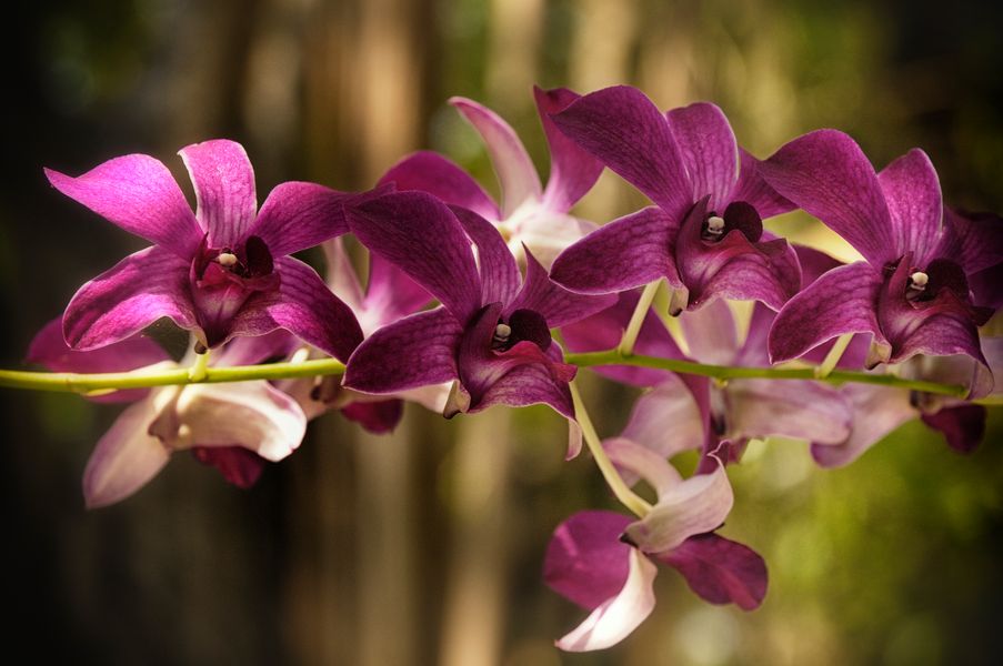 Wild Orchideen