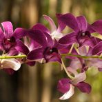 Wild Orchideen