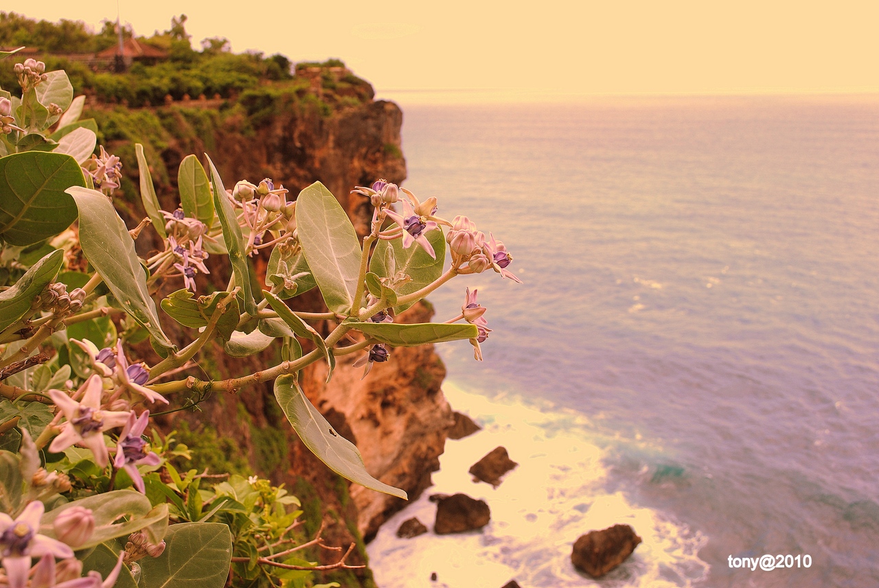 Wild Orchids