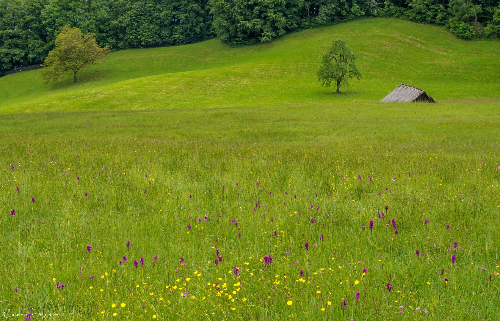 Wild Orchids