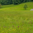 Wild Orchids