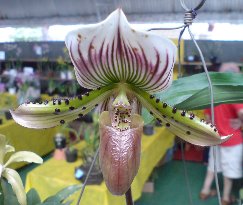 Wild Orchild (Orquidea selvagem)