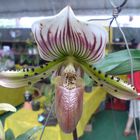 Wild Orchild (Orquidea selvagem)