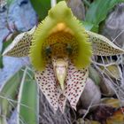 Wild Orchild (Orquídea Selvagem)