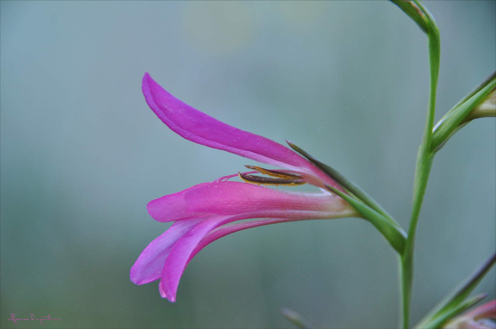 wild orchis