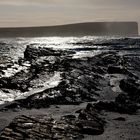 wild Orkneys in the winter