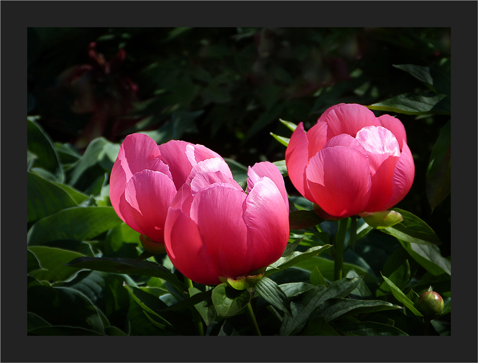 Wild Paeonia