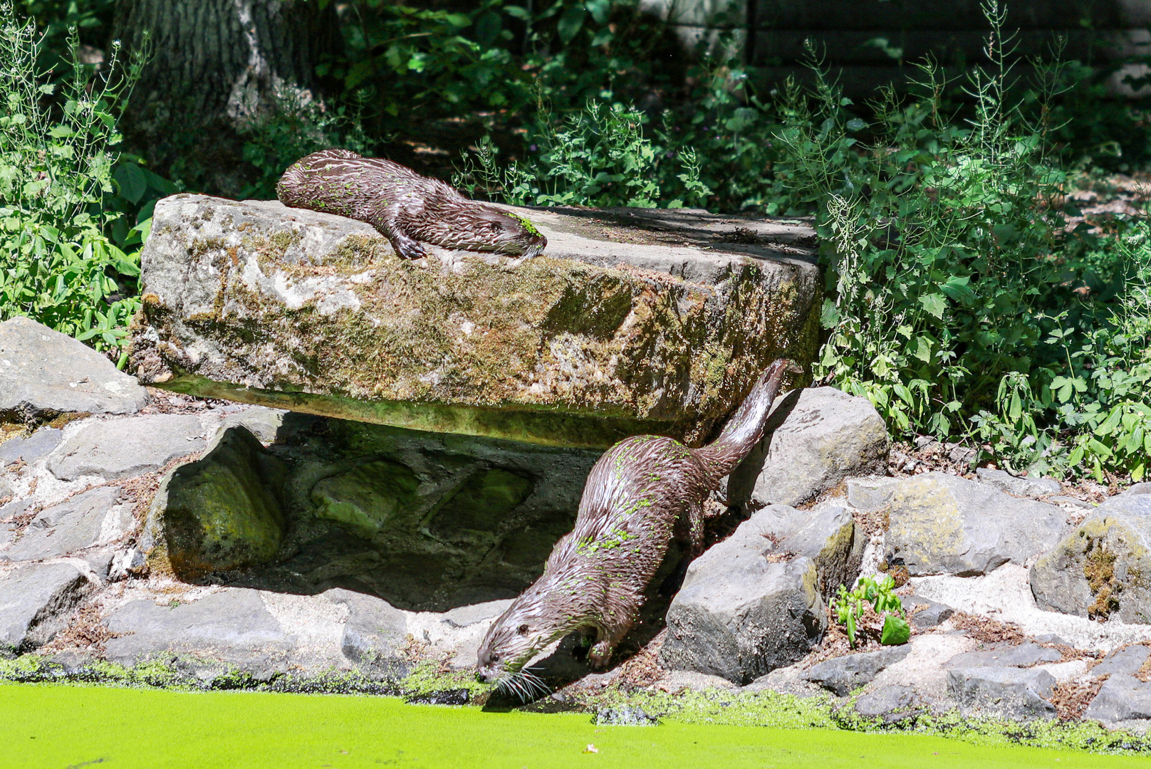 Wild Park Edersee Waldeck 4