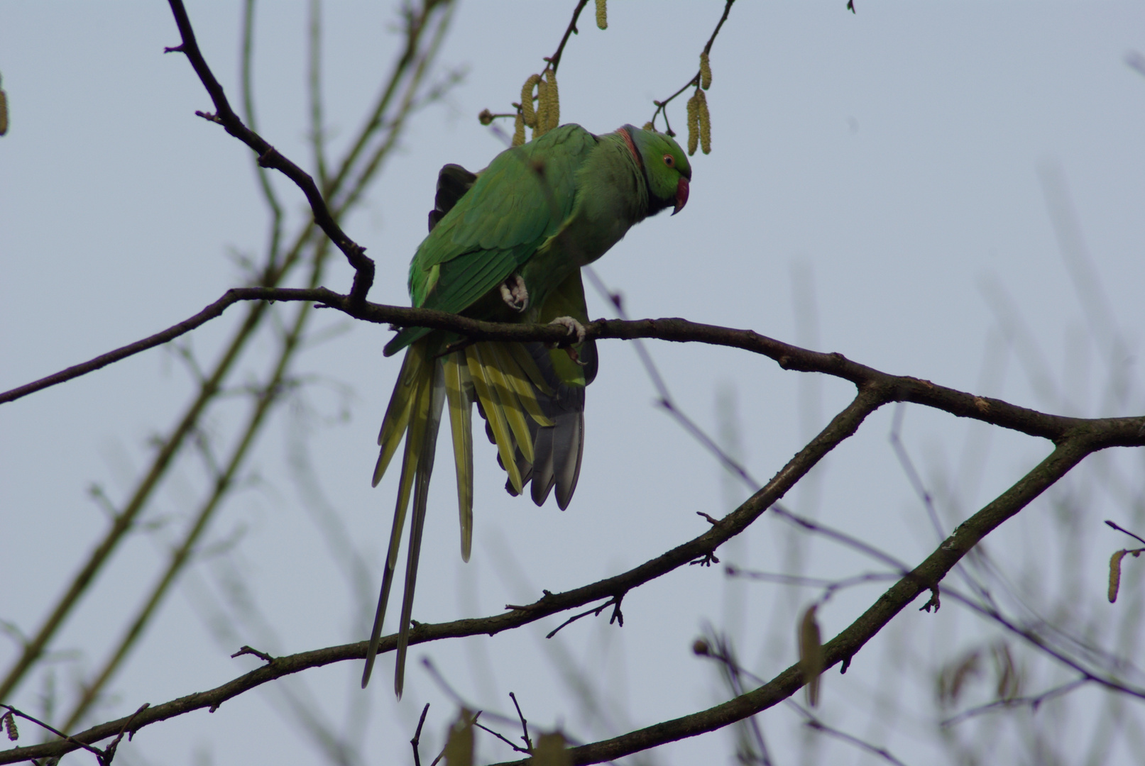 Wild Parrot !