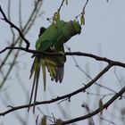 Wild Parrot !