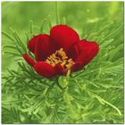     _wild peony' flower (Paeonia tenuifolia)_