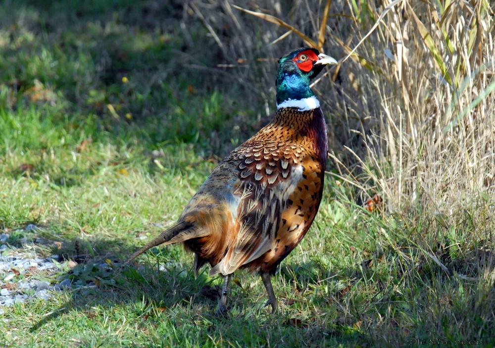 Wild Pheasant